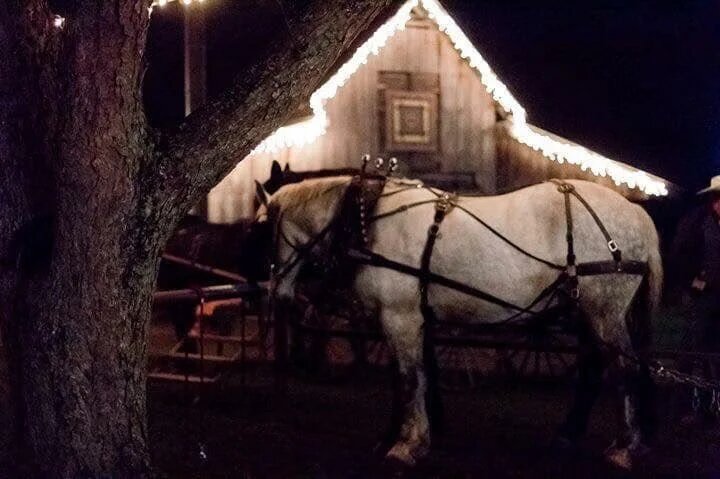 Horse-drawn wagon ride