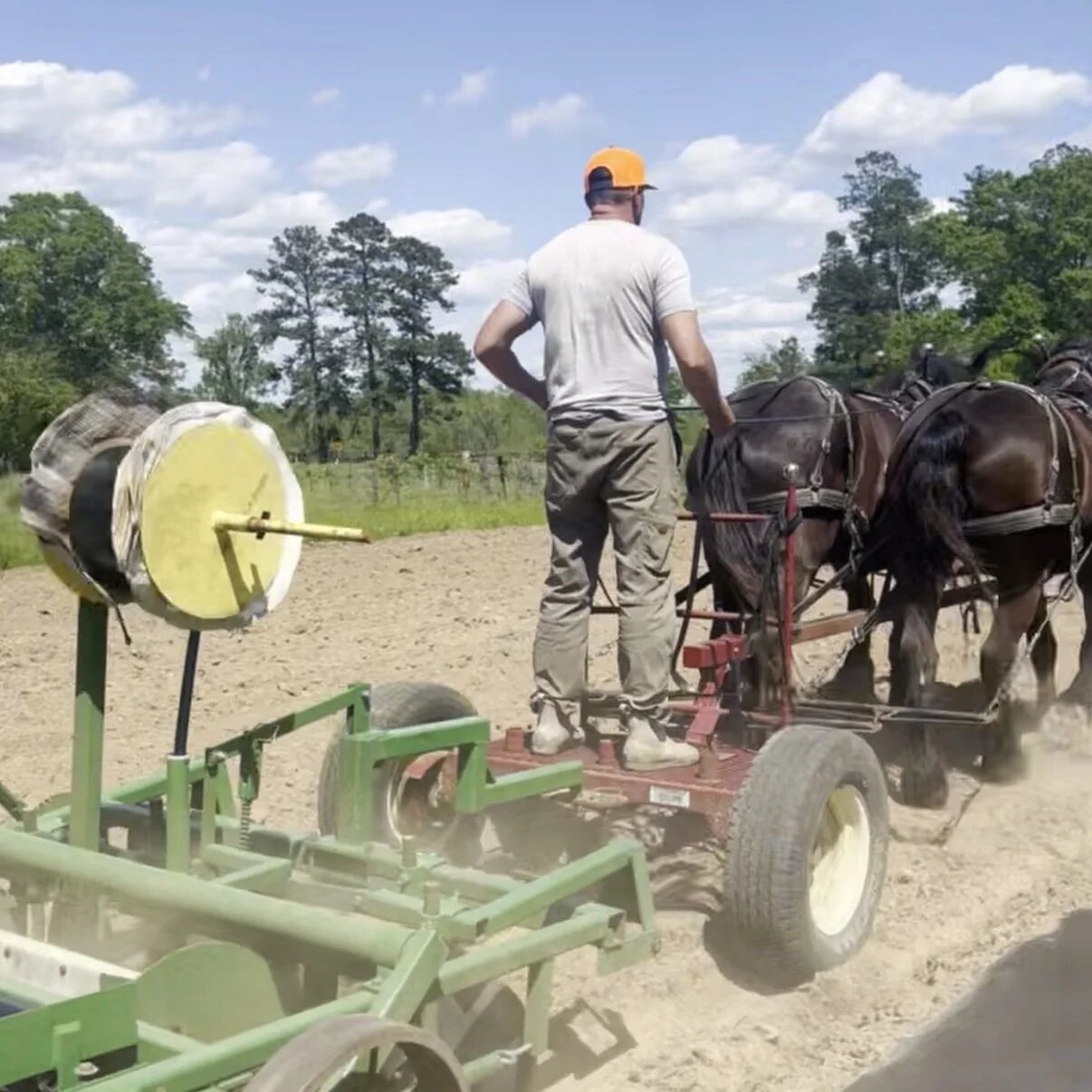 Percheron draft horses working the field at Fulmer's Farmstead