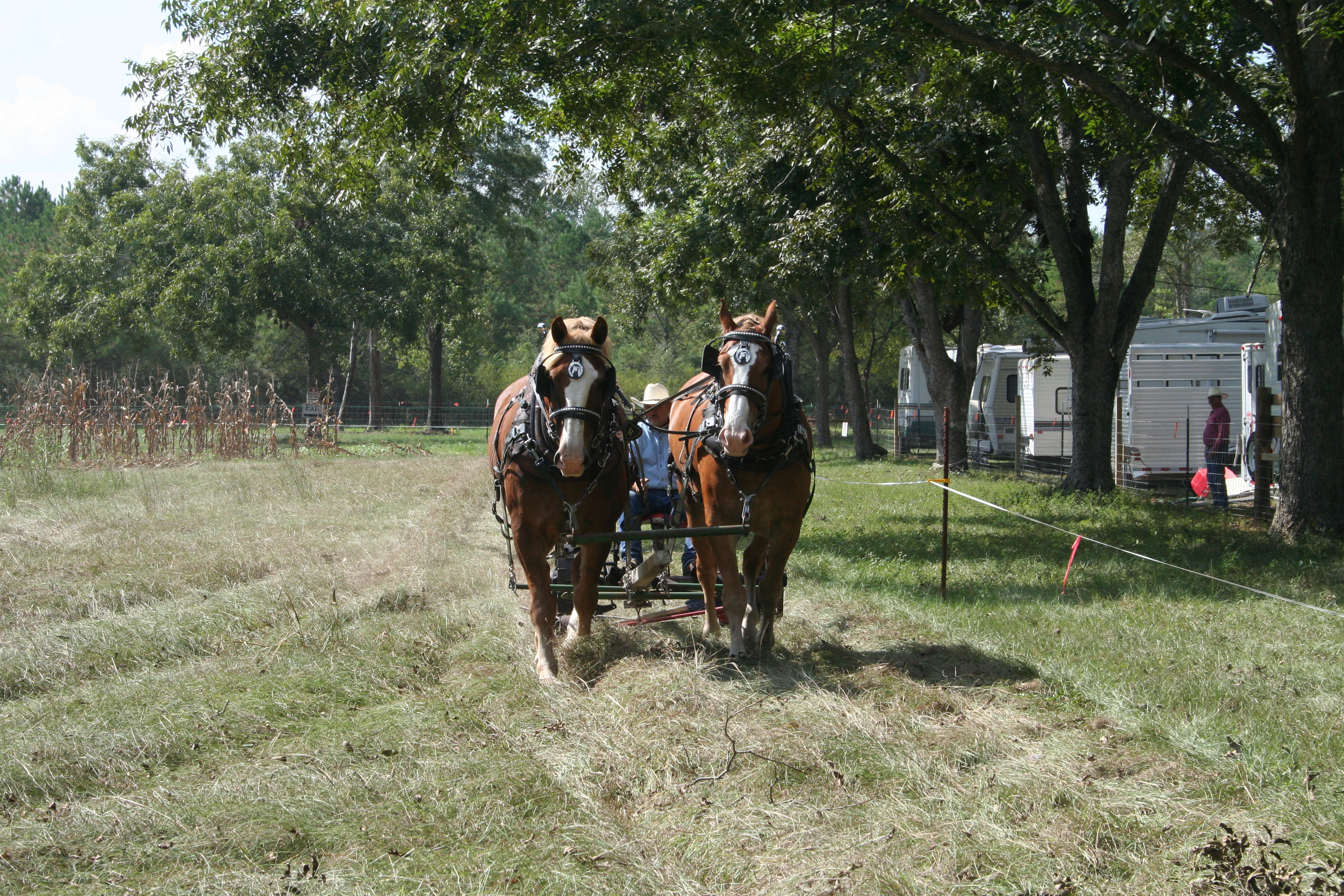 Draft horses pulling a wagon