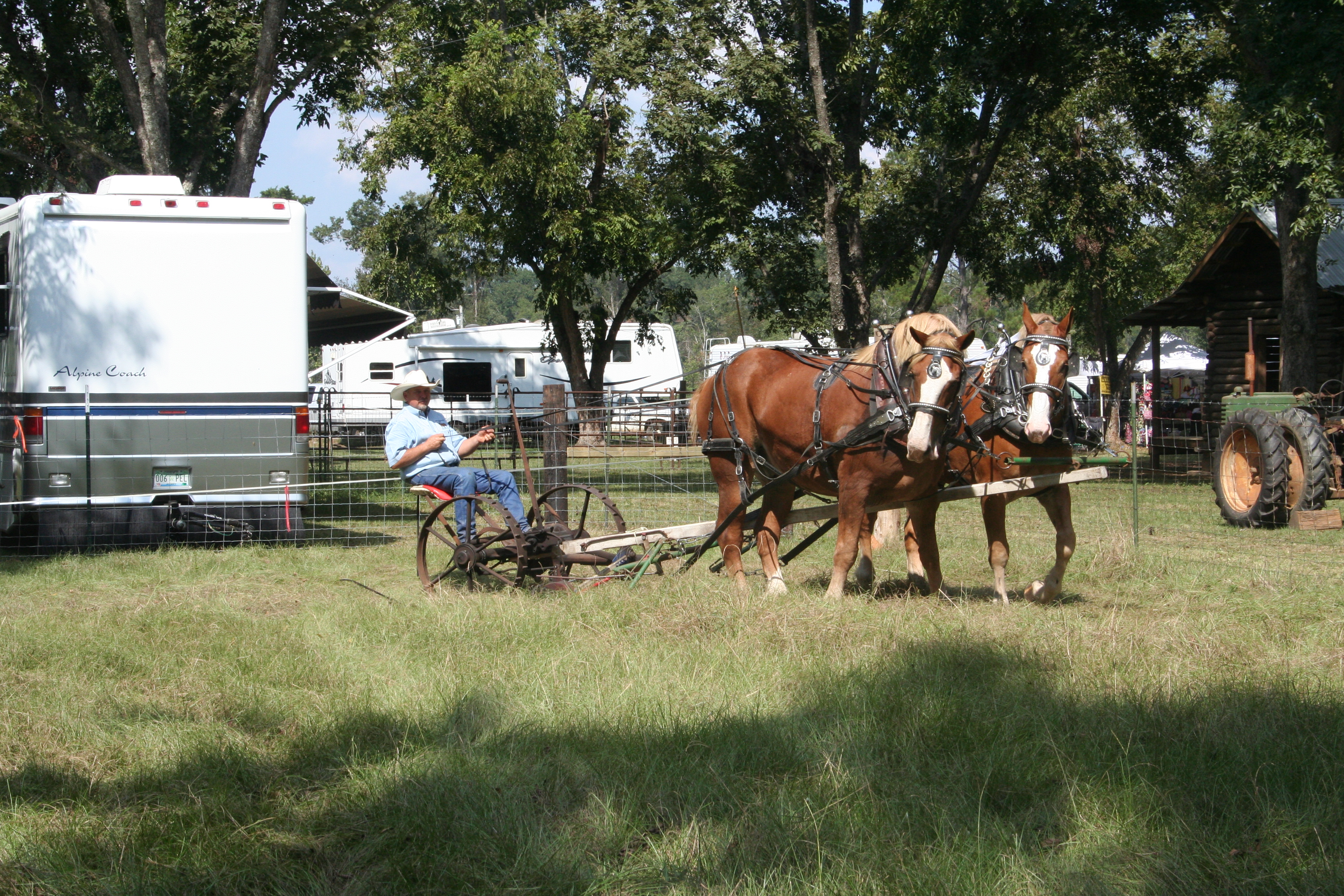 Draft horses at the farm