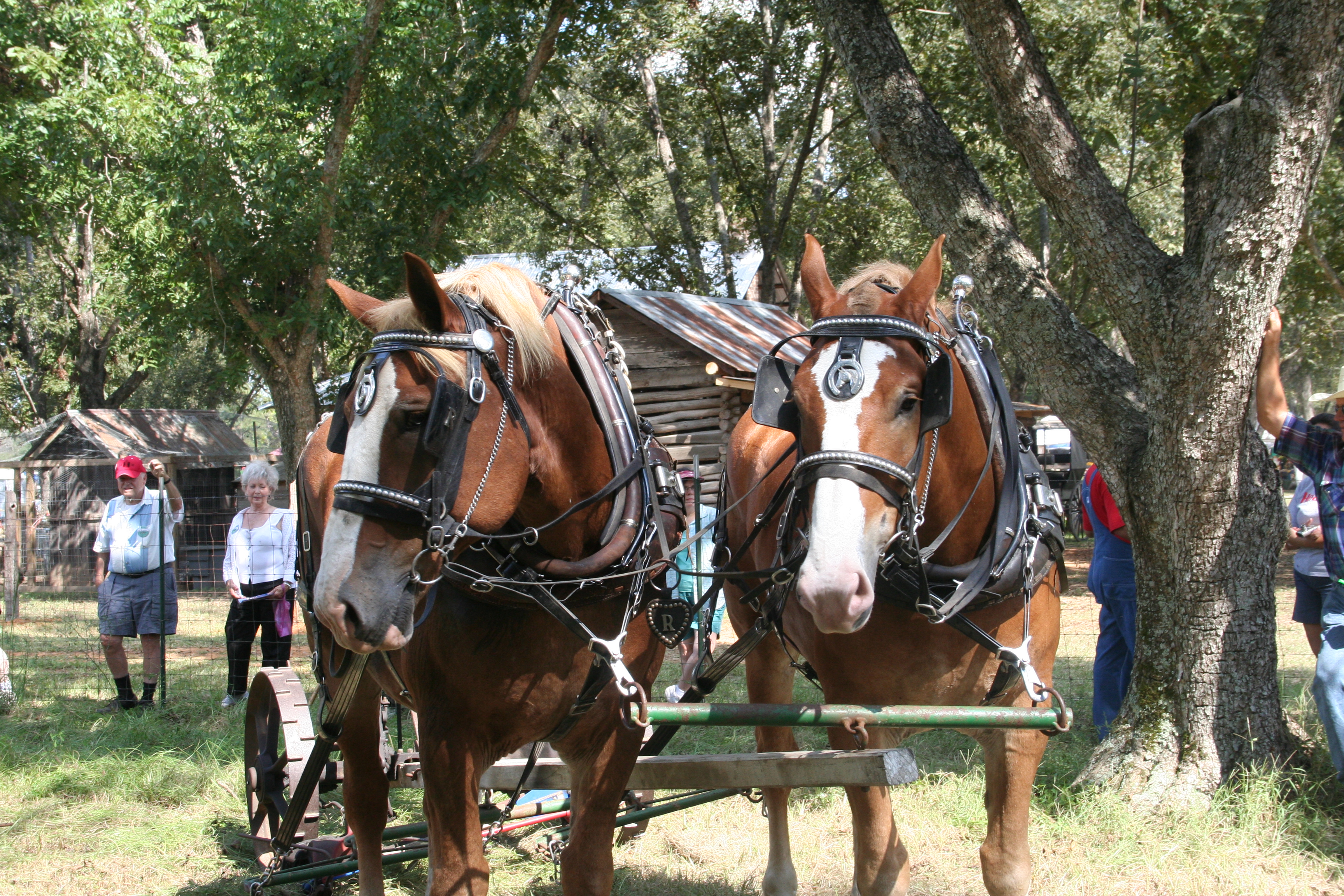 Draft horses in harness