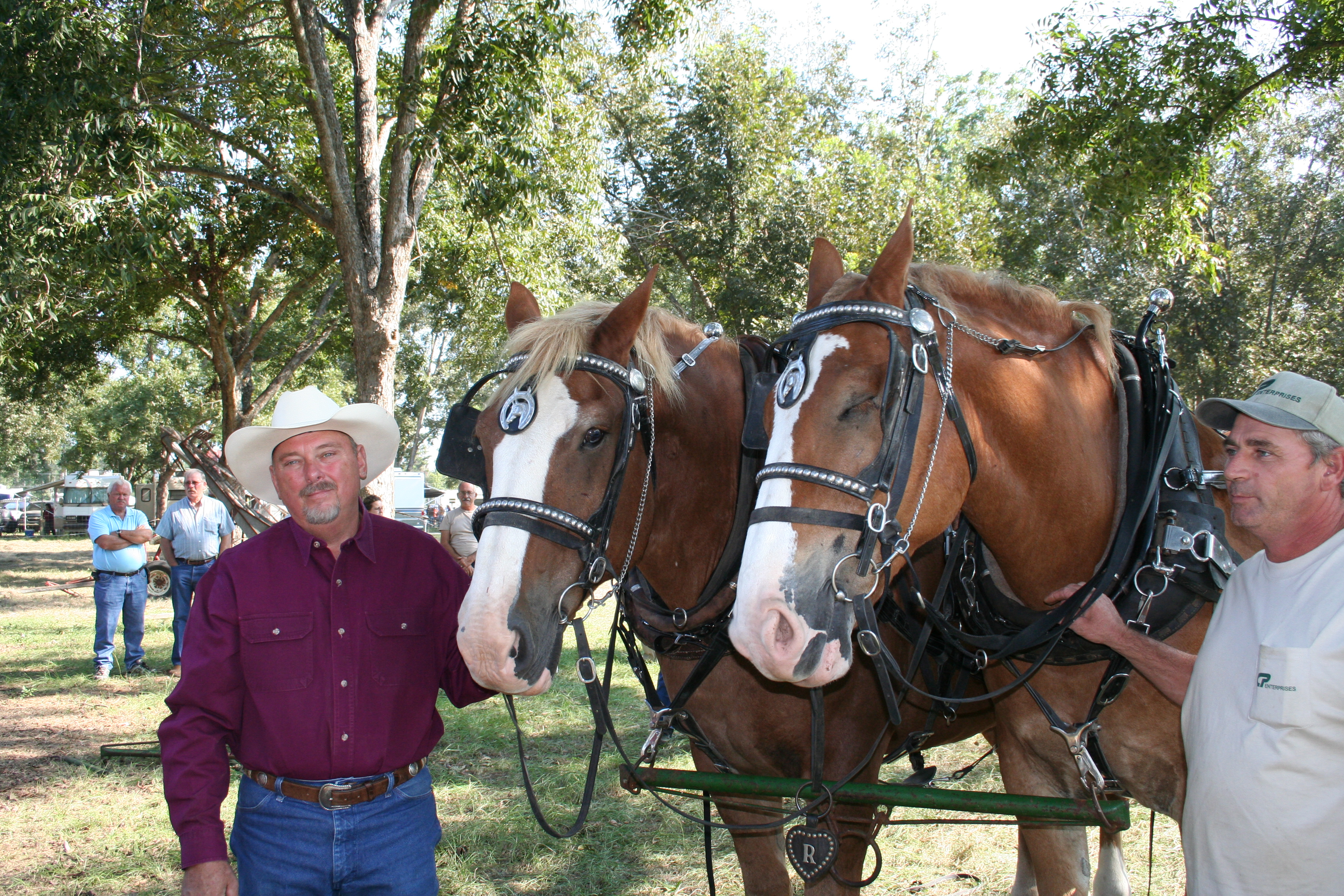 Draft horses at the Gathering