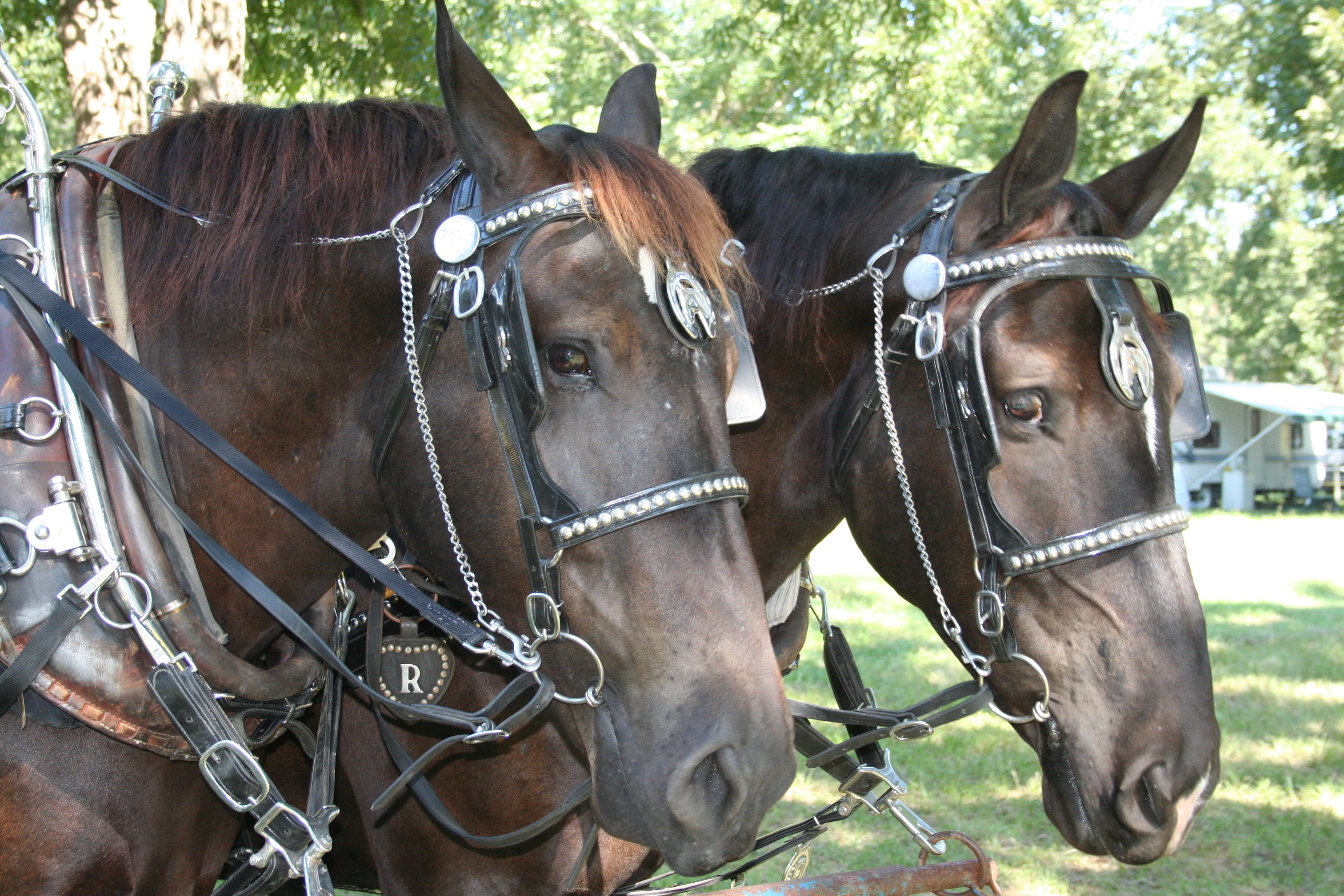 Draft horses in fancy harness