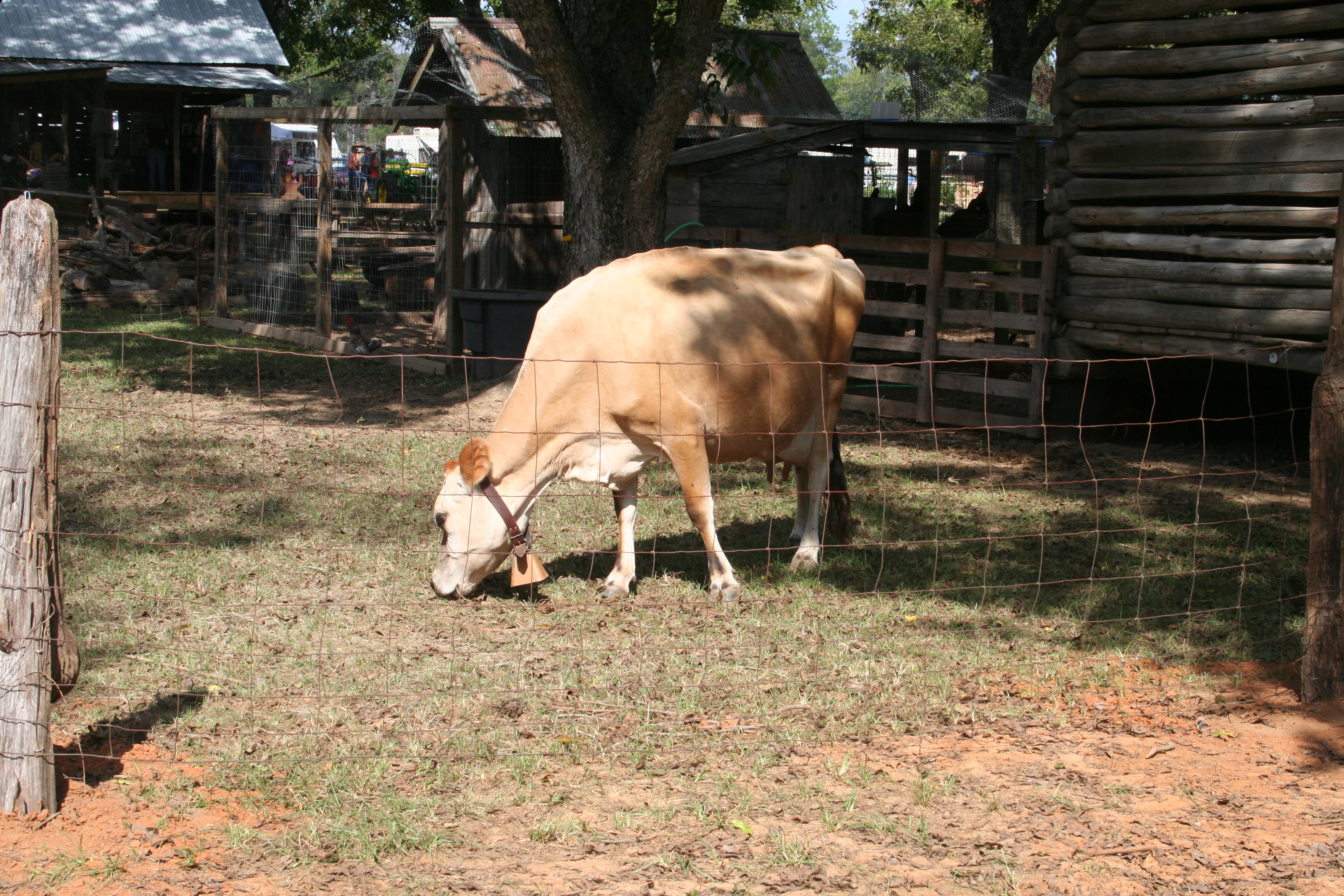 Goats at Fulmer's Farmstead