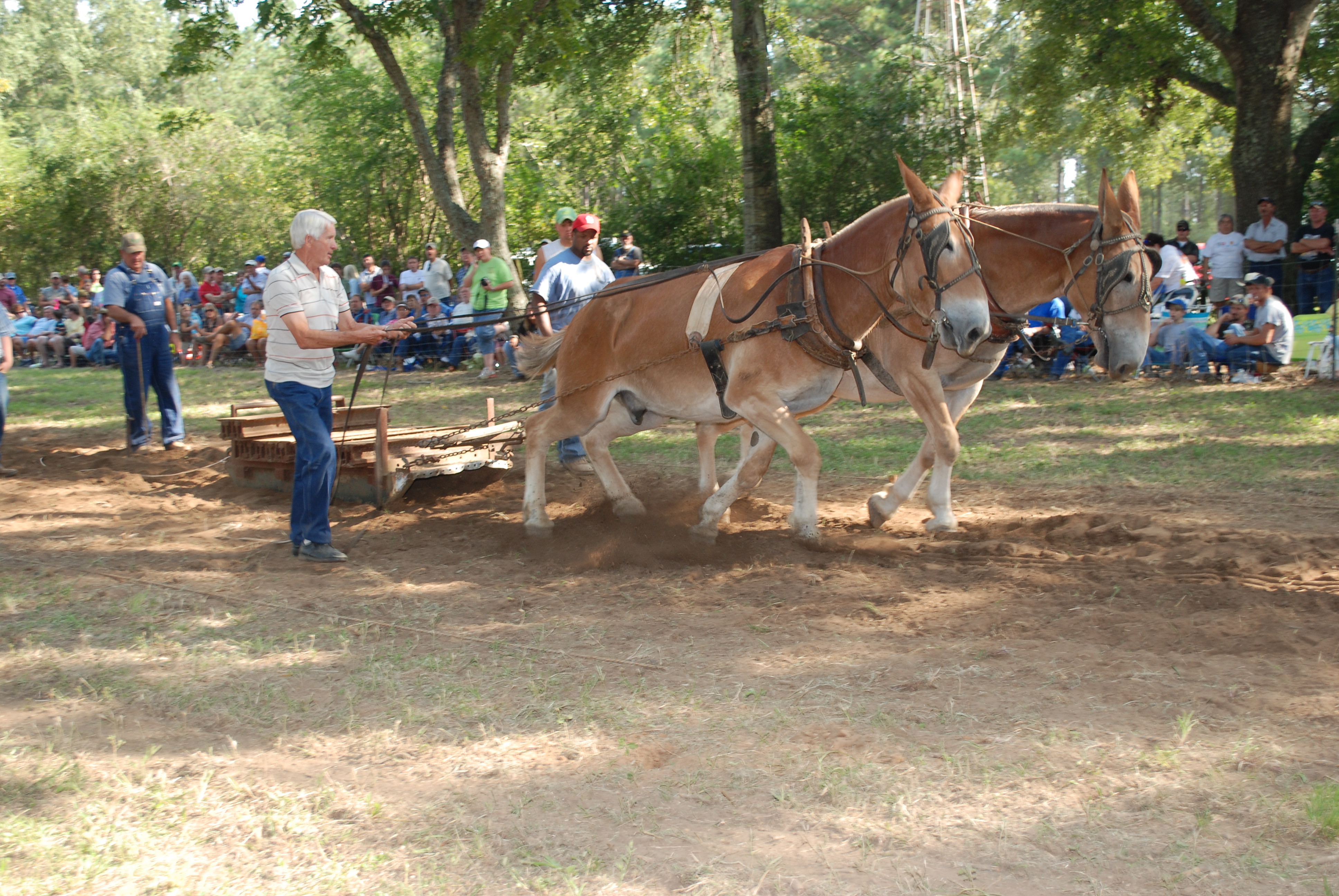Horse-drawn equipment demonstration
