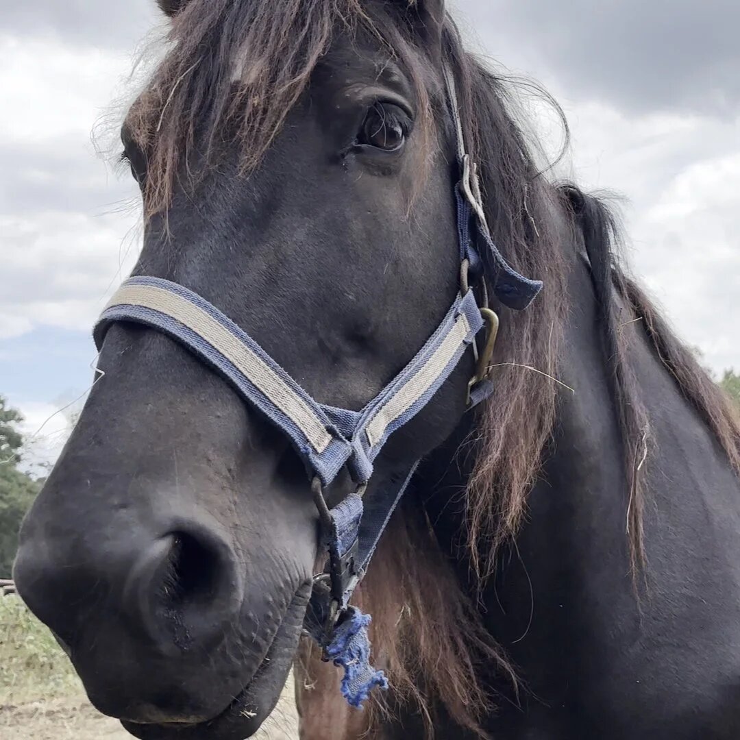 Percheron draft horse