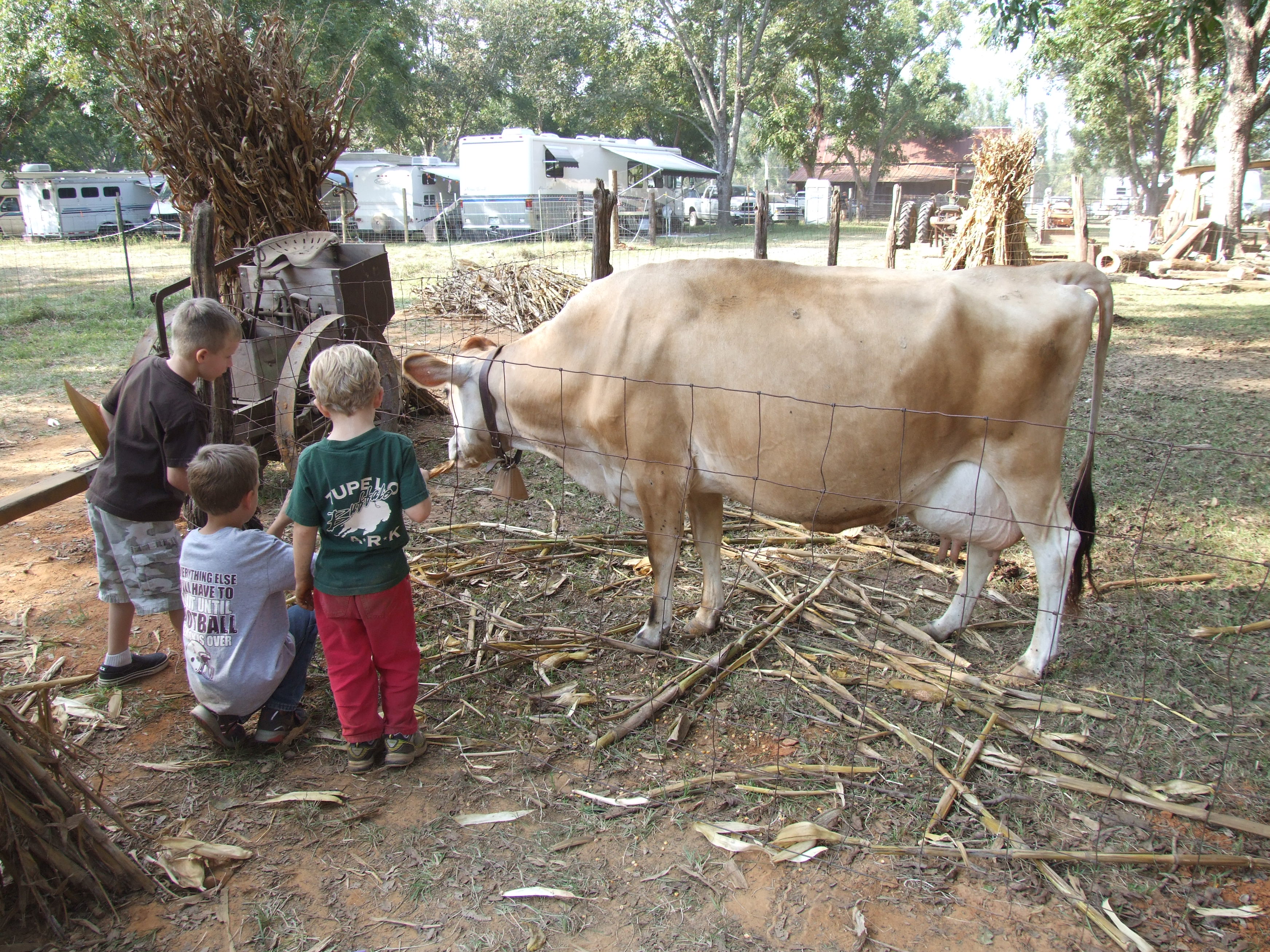 Children with a cow at the farm