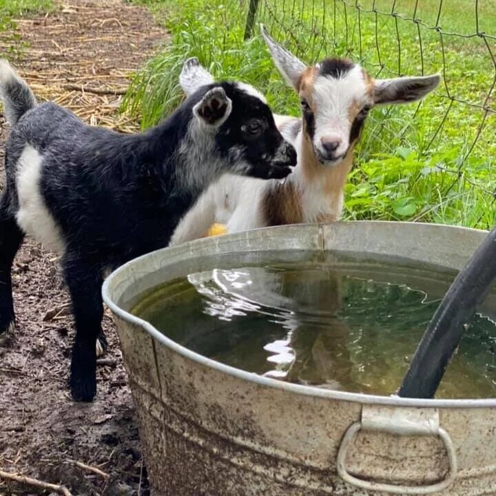 Children visiting the farm and learning about animals