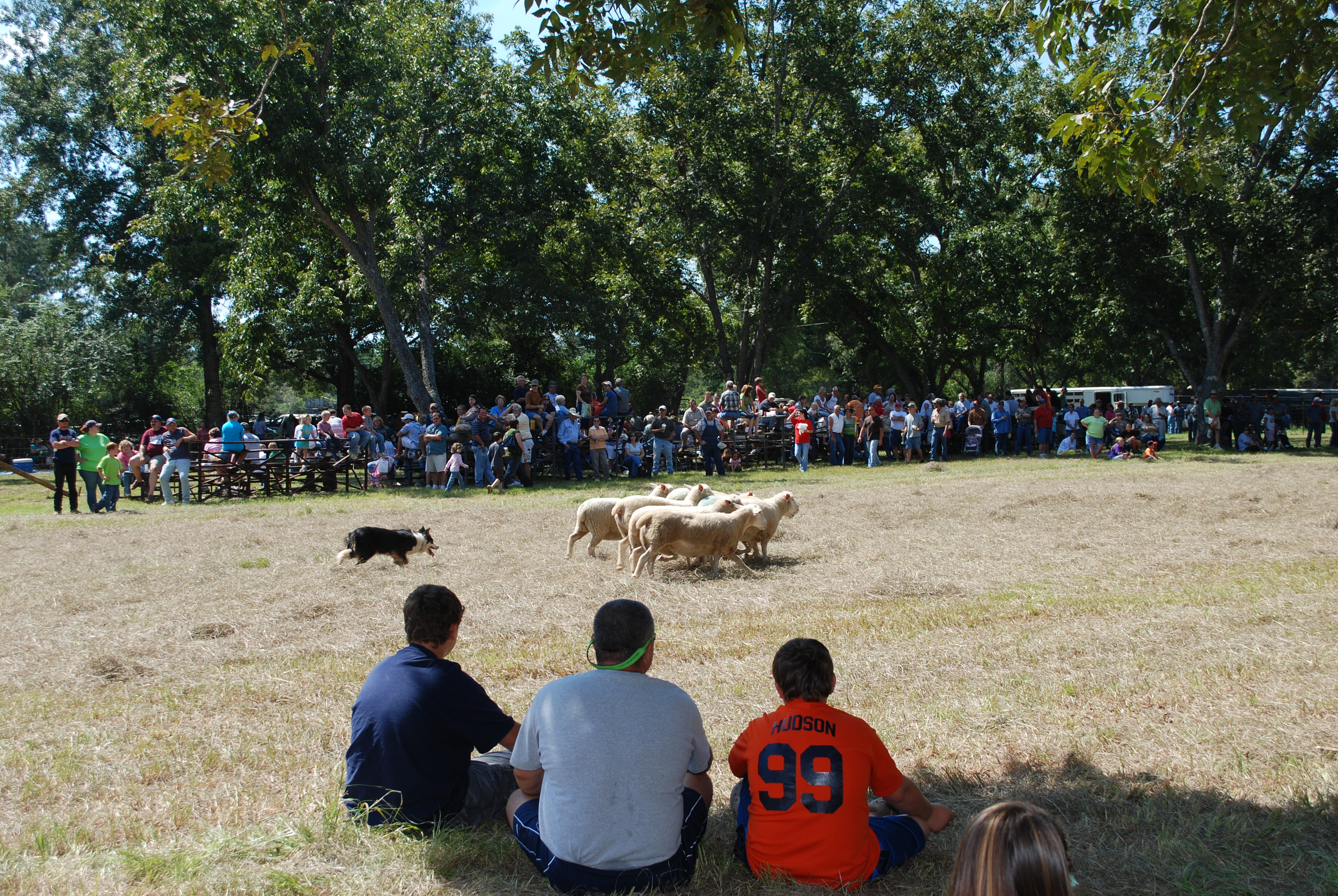 Working dogs herding livestock