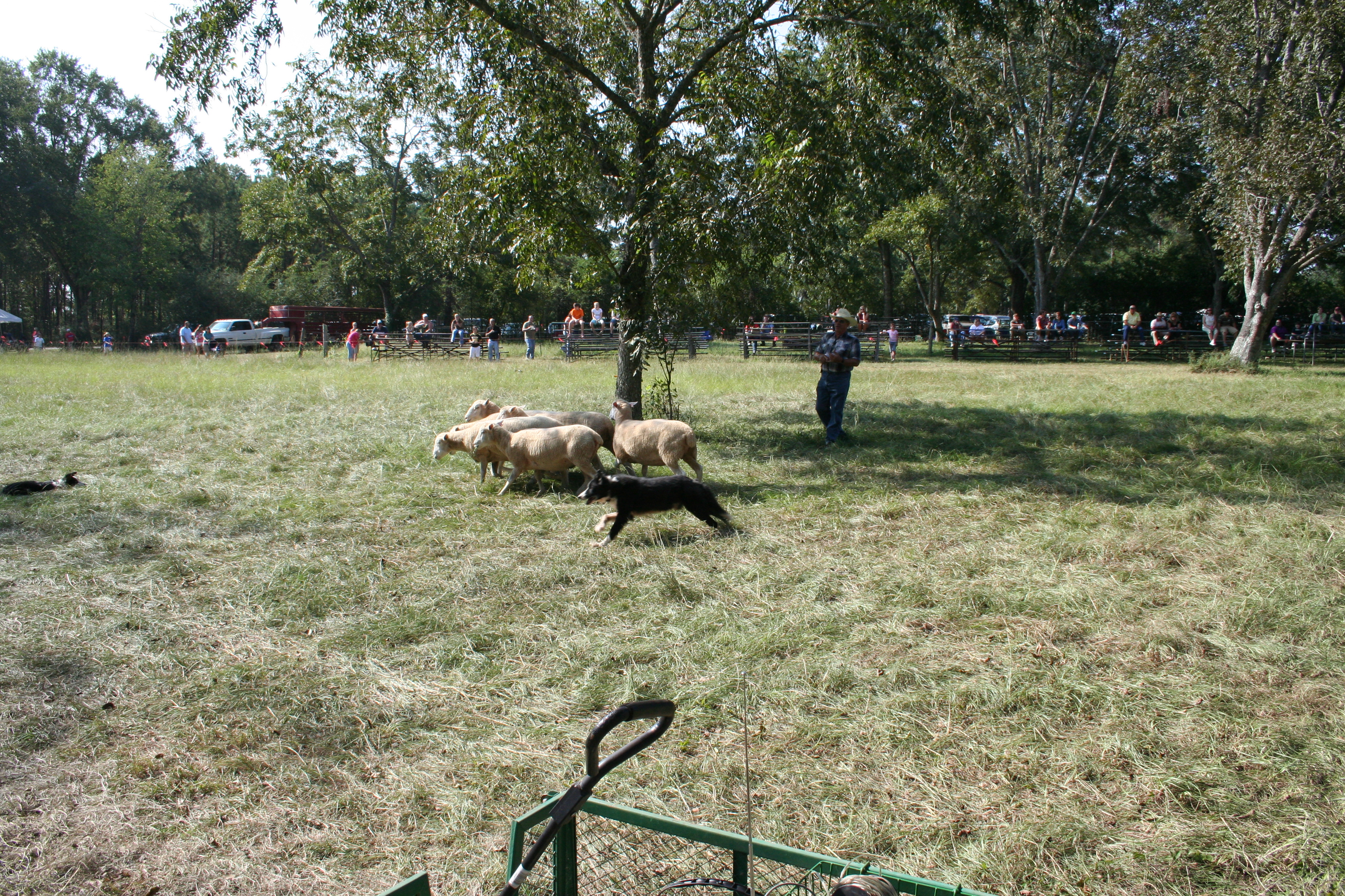Sheep herding demonstration