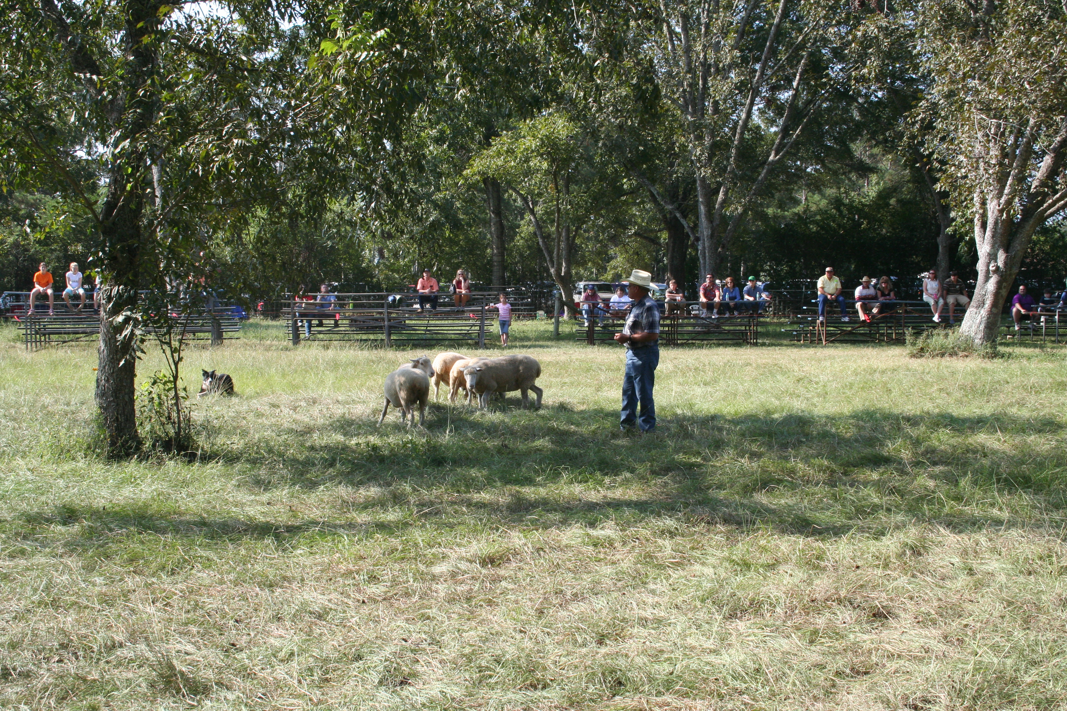 Border collie herding sheep