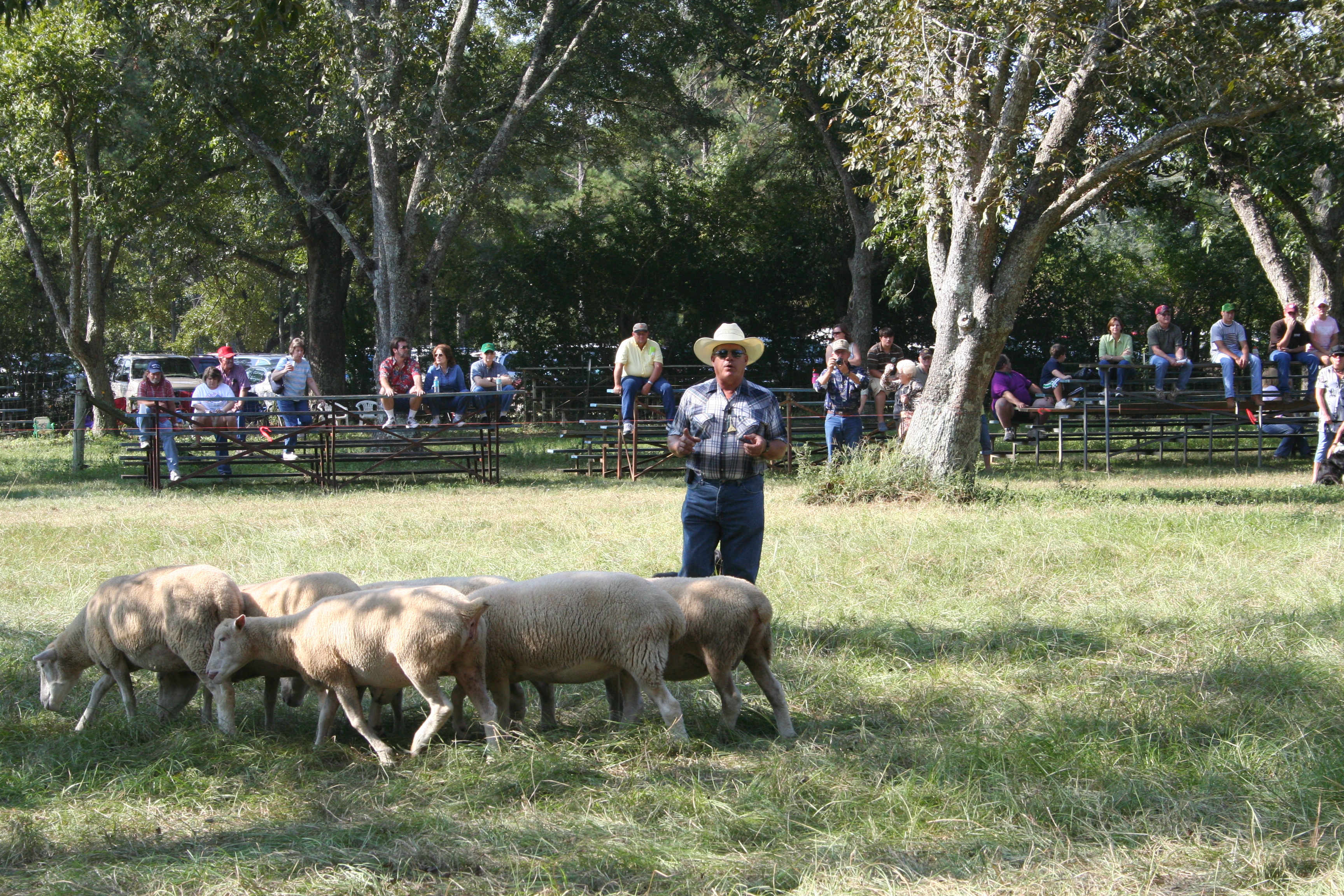 Shepherd with sheep at Fulmer's