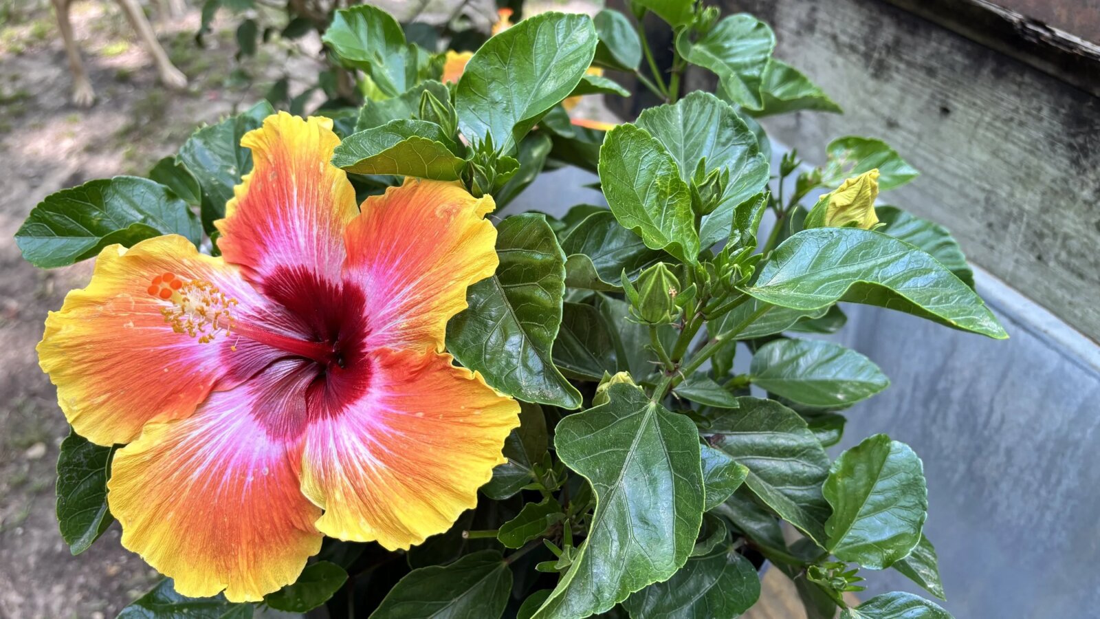 Hibiscus flowers