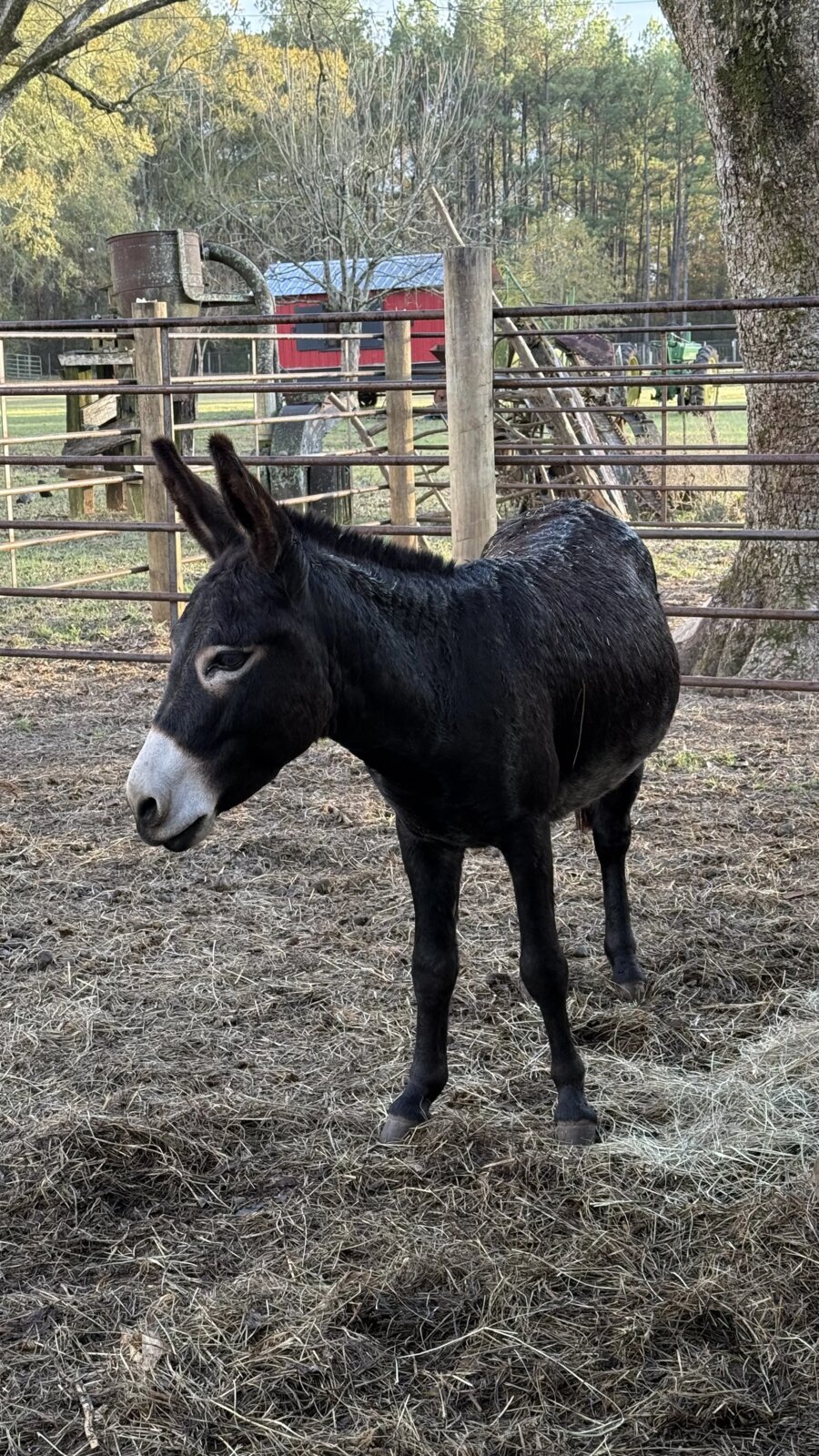 Draft horses at the Homesteaders Gathering
