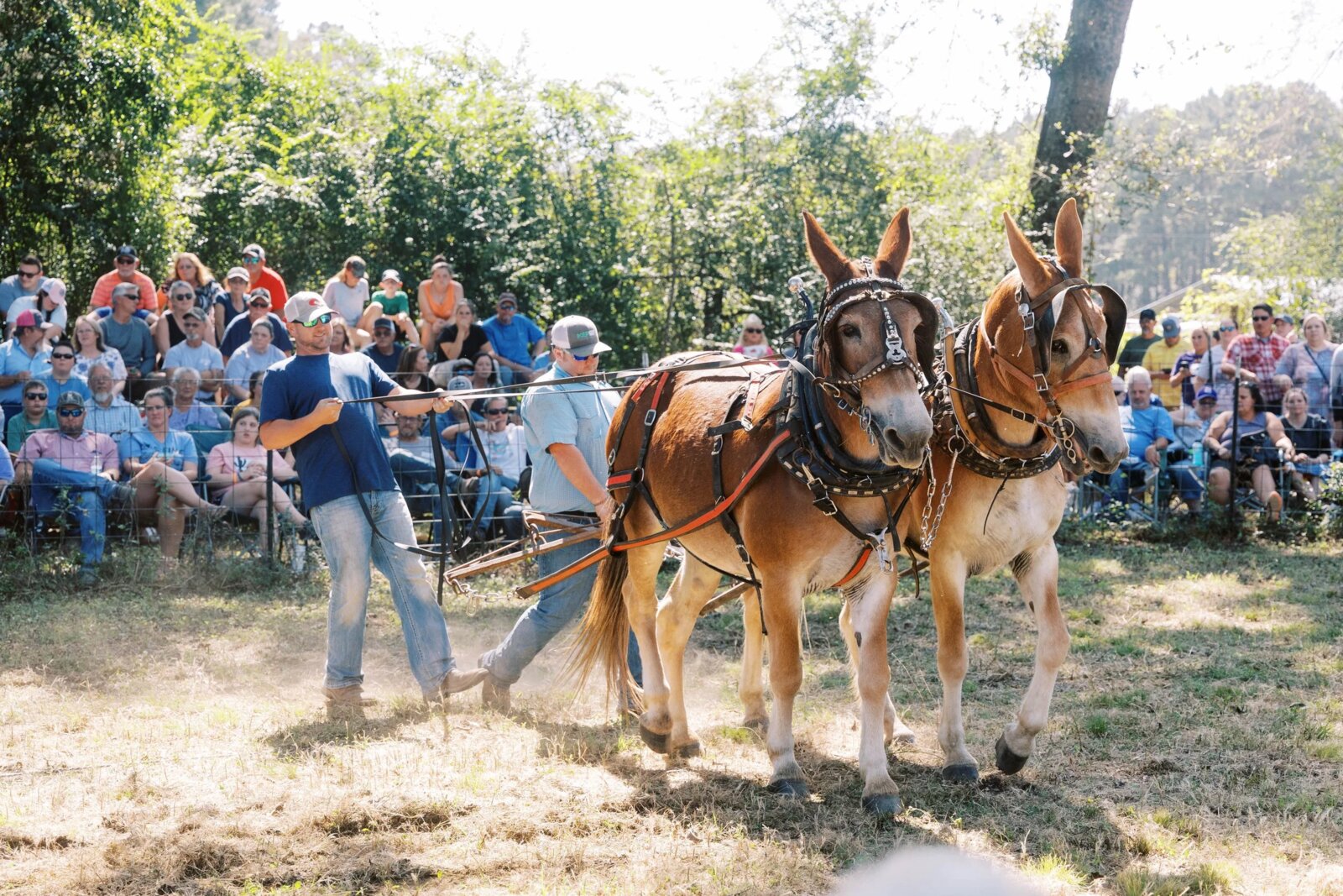 The Mississippi Pecan Festival at Fulmer's Farmstead