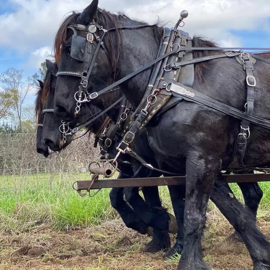 Horses at the Pecan Festival