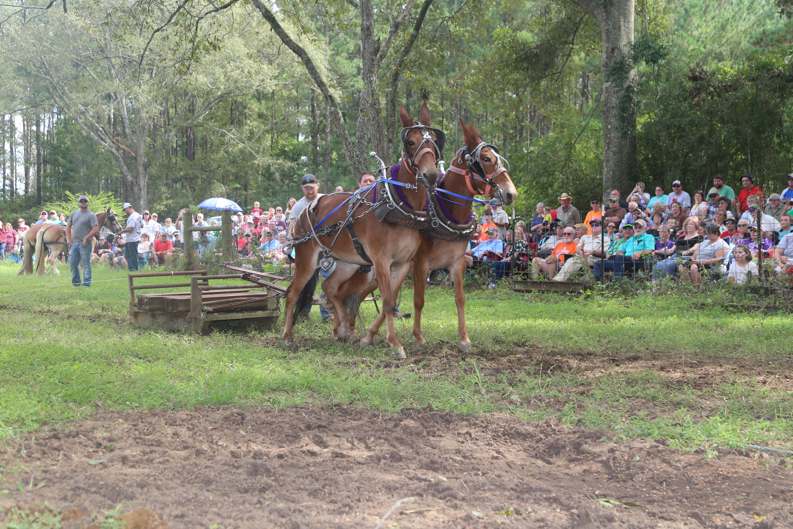 Mule pull competition at the Pecan Festival